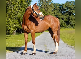 Austrian Warmblood, Mare, 6 years, 15.3 hh, Chestnut-Red