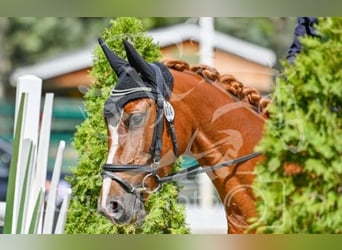 Austrian Warmblood, Mare, 6 years, 15,3 hh, Chestnut-Red