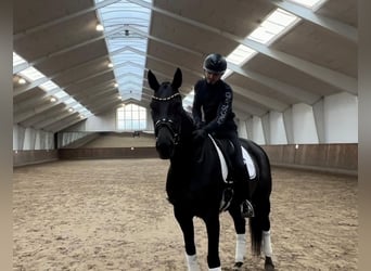 Austrian Warmblood, Mare, 6 years, 16.1 hh, Black