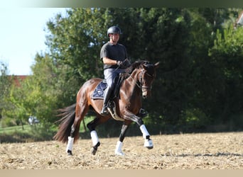 Austrian Warmblood, Mare, 6 years, 16,1 hh, Brown