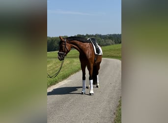 Austrian Warmblood, Mare, 6 years, 16,1 hh, Brown