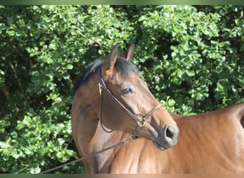 Austrian Warmblood, Mare, 6 years, 16.1 hh, Brown