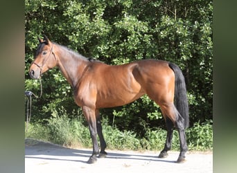 Austrian Warmblood, Mare, 6 years, 16.1 hh, Brown