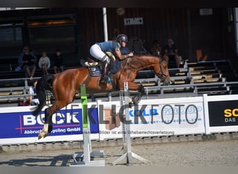 Austrian Warmblood Mix, Mare, 6 years, 16.1 hh, Brown