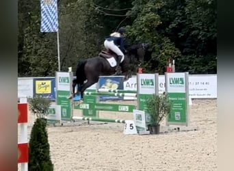 Austrian Warmblood, Mare, 6 years, 16,2 hh, Bay-Dark