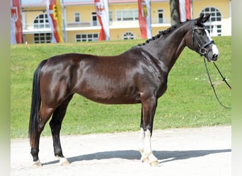 Austrian Warmblood, Mare, 6 years, 16.2 hh, Black