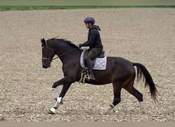 Austrian Warmblood, Mare, 6 years, 16,3 hh, Bay-Dark