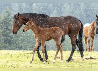 Austrian Warmblood, Mare, 6 years, 16 hh, Brown