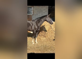 Austrian Warmblood, Mare, 6 years, 16,2 hh, Black