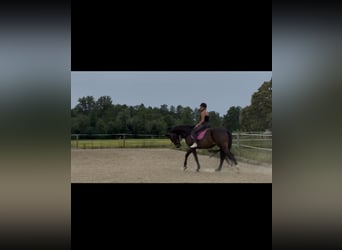 Austrian Warmblood, Mare, 6 years, 17.1 hh, Bay-Dark