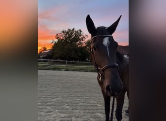 Austrian Warmblood, Mare, 6 years, 17.1 hh, Bay-Dark