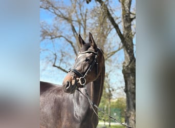 Austrian Warmblood, Mare, 6 years, 17 hh, Brown