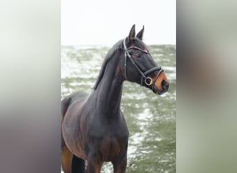 Austrian Warmblood, Mare, 6 years, 17 hh, Smoky-Black