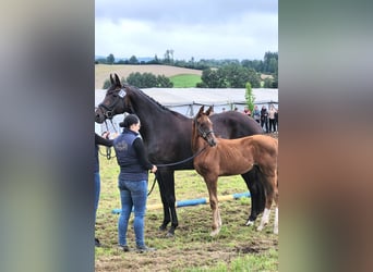 Austrian Warmblood, Mare, 6 years, 17 hh, Smoky-Black