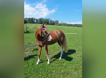 Austrian Warmblood, Mare, 7 years, 13,3 hh, Chestnut