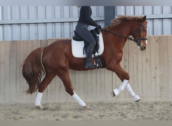 Austrian Warmblood, Mare, 7 years, 15,3 hh, Chestnut-Red