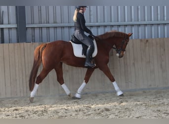 Austrian Warmblood, Mare, 7 years, 15,3 hh, Chestnut-Red