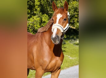 Austrian Warmblood, Mare, 7 years, 15,3 hh, Chestnut-Red