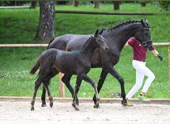 Austrian Warmblood, Mare, 7 years, 16.3 hh, Smoky-Black