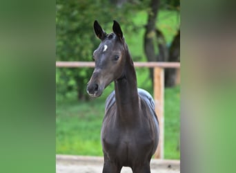 Austrian Warmblood, Mare, 7 years, 16.3 hh, Smoky-Black