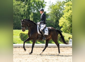 Austrian Warmblood, Mare, 7 years, 16 hh, Brown
