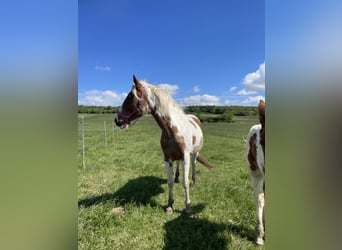 Austrian Warmblood Mix, Mare, 7 years, 16 hh, Pinto