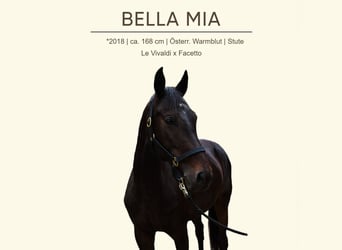 Austrian Warmblood, Mare, 7 years, 16,1 hh, Black