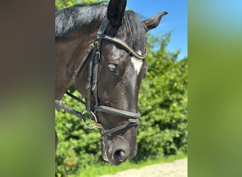 Austrian Warmblood, Mare, 7 years, 17 hh, Black