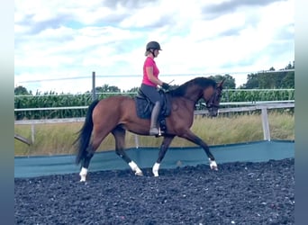 Austrian Warmblood, Mare, 7 years, Brown