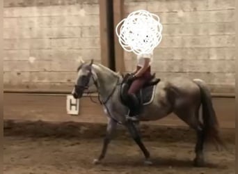 Austrian Warmblood, Mare, 8 years, 14,1 hh, Grey-Dapple