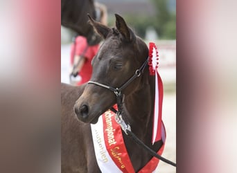 Austrian Warmblood, Mare, 8 years, 16.3 hh, Smoky-Black