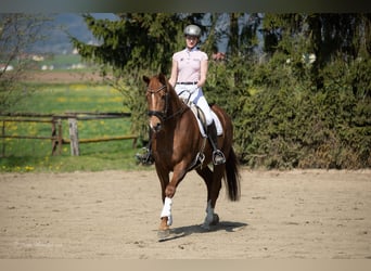 Austrian Warmblood, Mare, 8 years, 16 hh, Chestnut-Red