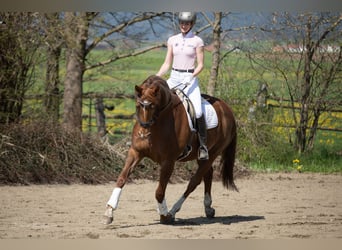 Austrian Warmblood, Mare, 8 years, 16 hh, Chestnut-Red