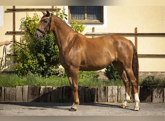 Austrian Warmblood, Mare, 8 years, 16 hh, Chestnut-Red