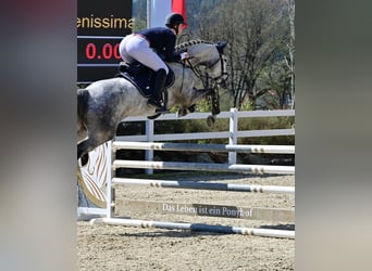 Austrian Warmblood, Mare, 8 years, 16 hh, Gray