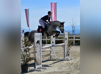 Austrian Warmblood, Mare, 8 years, 16 hh, Gray