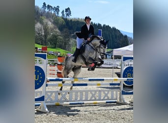 Austrian Warmblood, Mare, 8 years, 16 hh, Gray