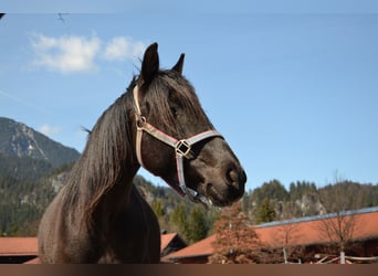 Austrian Warmblood, Mare, 9 years, 14.1 hh, Pinto
