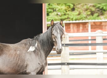 Austrian Warmblood, Mare, 9 years, 14.1 hh, Pinto