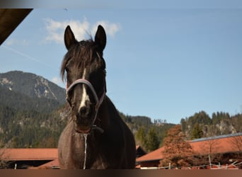 Austrian Warmblood, Mare, 9 years, 14.1 hh, Pinto