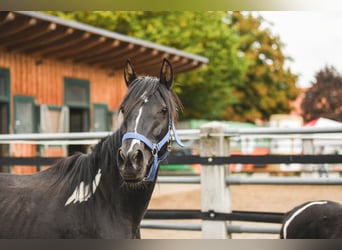 Austrian Warmblood, Mare, 9 years, 14.1 hh, Pinto