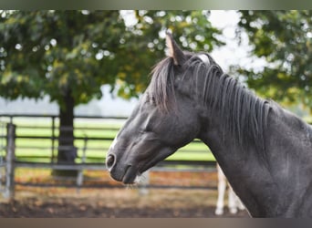 Austrian Warmblood, Mare, 9 years, 14,1 hh, Pinto