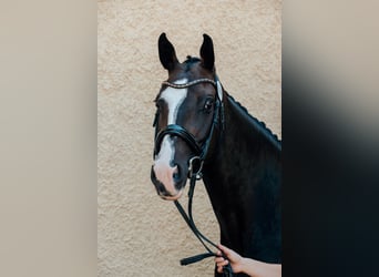 Austrian Warmblood, Mare, 9 years, 15.3 hh, Bay-Dark