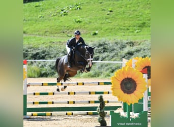 Austrian Warmblood, Mare, 9 years, 15.3 hh, Bay-Dark