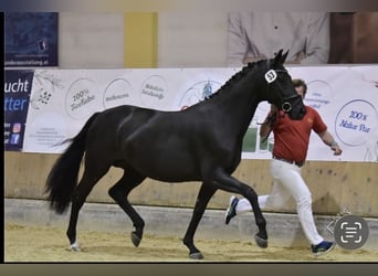 Austrian Warmblood, Mare, 9 years, 16.1 hh, Black