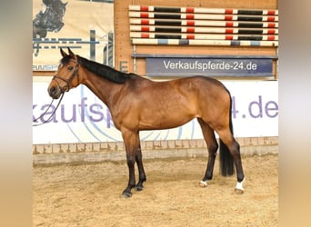 Austrian Warmblood, Mare, 9 years, 16.1 hh, Brown