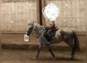 Austrian Warmblood, Mare, 9 years, 16,1 hh, Grey-Dapple