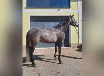 Austrian Warmblood, Mare, 9 years, 17.1 hh, Grey