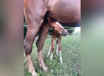 Austrian Warmblood, Mare, Foal (07/2026), 10.2 hh, Chestnut