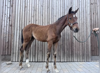 Austrian Warmblood, Mare, Foal (04/2026), 16.1 hh, Brown